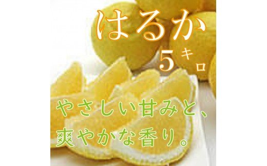 A512.福岡柑橘王国・はるか／約５キロ(2023年1月末～2月末発送予定)